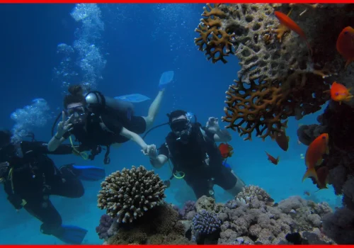 Scuba divers hold hands while exploring a vibrant coral reef teeming with colorful fish and marine life.